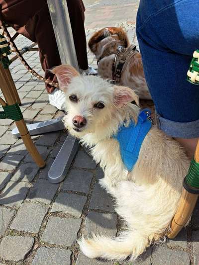 Mischlingshunde Foto Aufruf-Beitrag-Bild