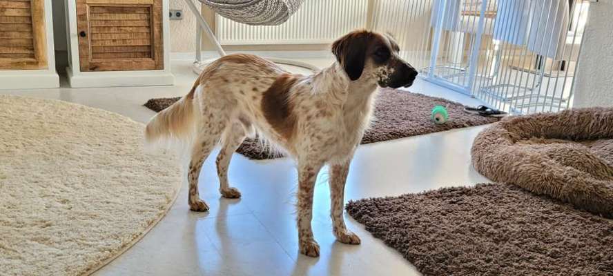 Mischlingshunde Foto Aufruf-Beitrag-Bild