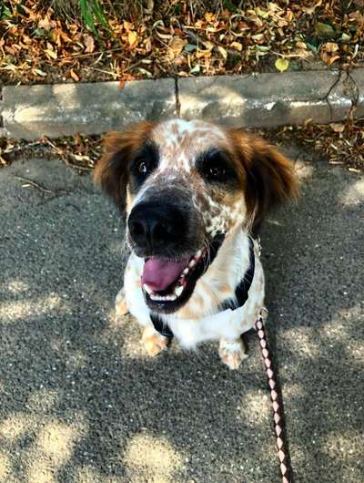 Hundetreffen-Spielkameraden gesucht🐾-Bild