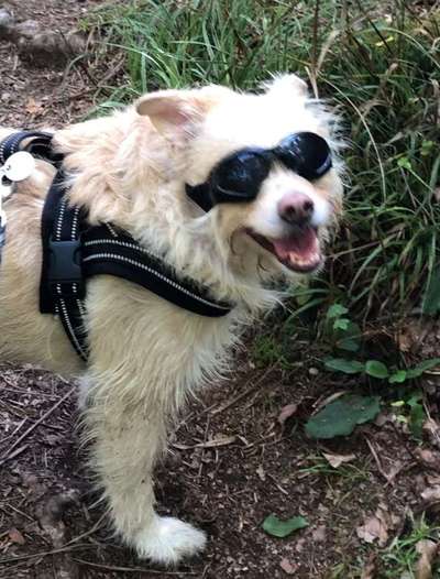 Helikopter Hundehalter!-Beitrag-Bild