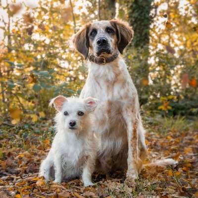 Hundetreffen-🐾Playdate für Hundewiese gesucht🐾-Bild