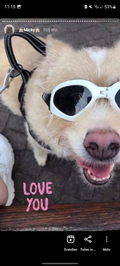 Helikopter Hundehalter!-Beitrag-Bild