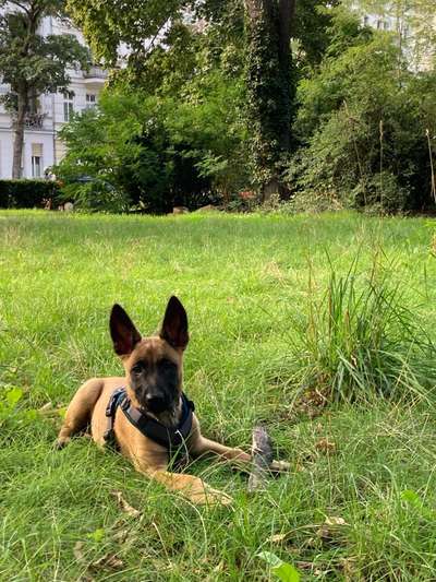 Welpen Bilder !-Beitrag-Bild