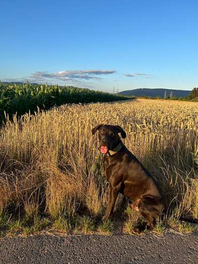 Hundetreffen-Gassi-/Spielrunde-Bild