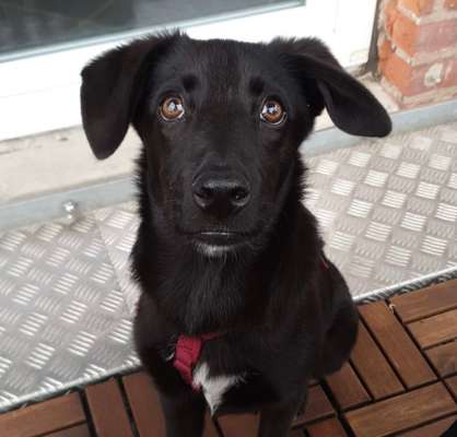 Mischlingshunde Foto Aufruf-Beitrag-Bild