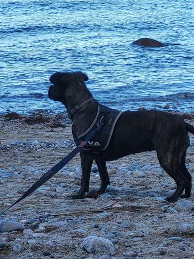 Dogorama Photo Challenge - Fail/Outtakes-Beitrag-Bild