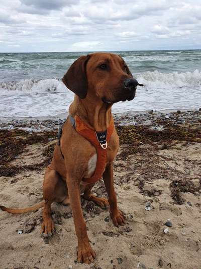 Rhodesian Ridgeback-Beitrag-Bild