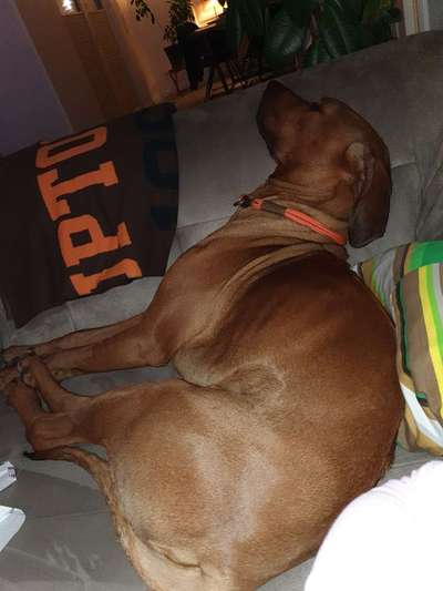 Rhodesian Ridgeback-Beitrag-Bild