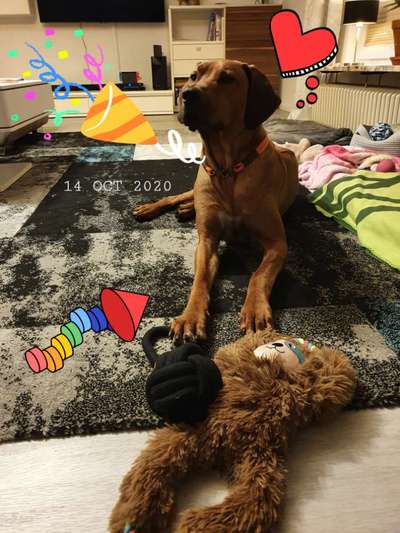 Rhodesian Ridgeback-Beitrag-Bild