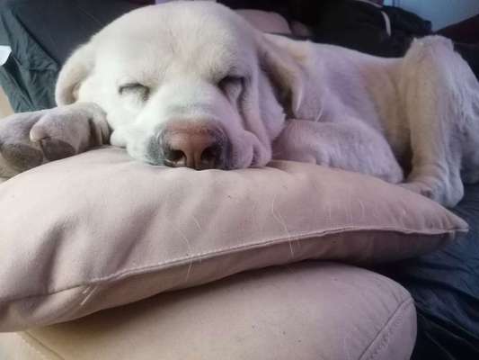 Labradorfans-Beitrag-Bild