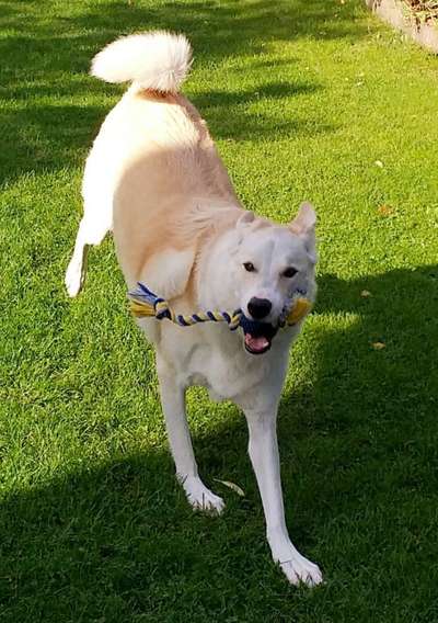 43. Fotochallenge-Zeigt mir eure Ball oder Frisbee verrueckten Hunde-Beitrag-Bild