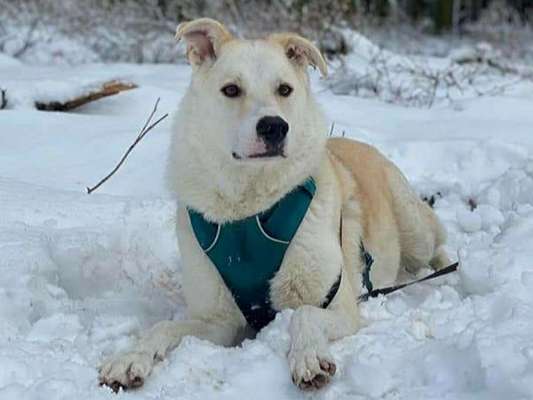 Mischlingshunde Foto Aufruf-Beitrag-Bild