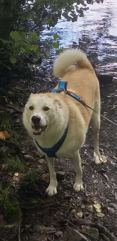 Mischlingshunde Foto Aufruf-Beitrag-Bild