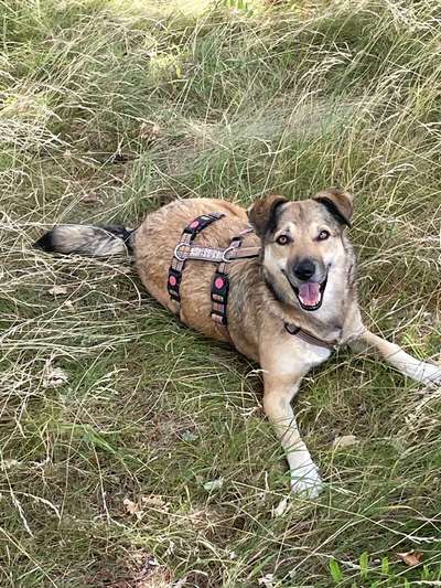 Hundetreffen-Buddy für Emmi gesucht-Bild