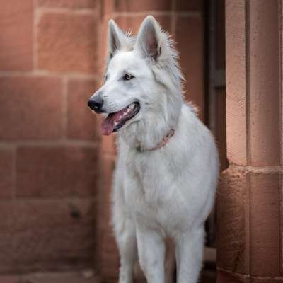 Hundetreffen-Entspannte runden-Bild