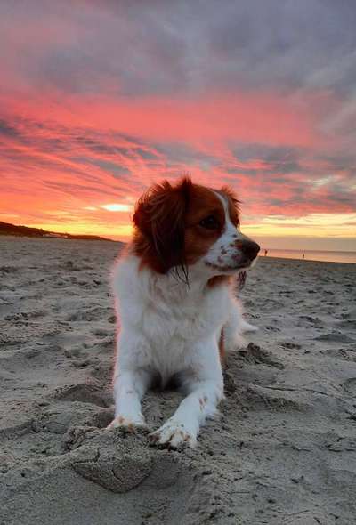 Kooikerhondje-Beitrag-Bild