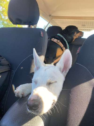 Hilfe bei der Rassebestimmung-Beitrag-Bild