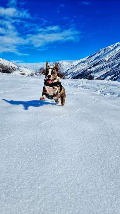 American Stafford Besitzer-Beitrag-Bild