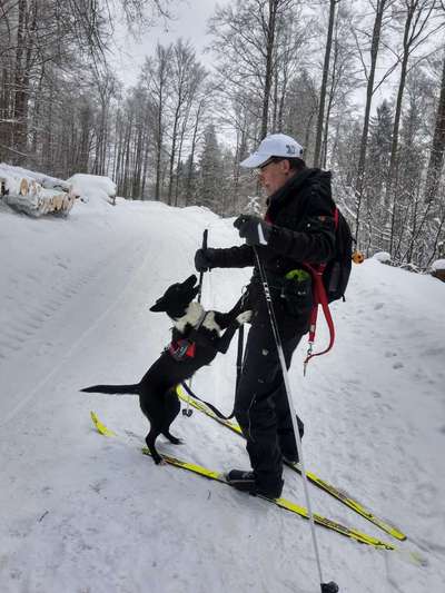 Die Dogorama Wochen Challenge-Beitrag-Bild