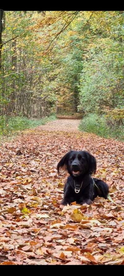 Seltene Rassen!-Beitrag-Bild