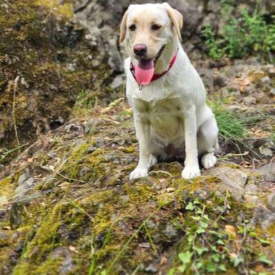 Schäferhund-Beitrag-Bild