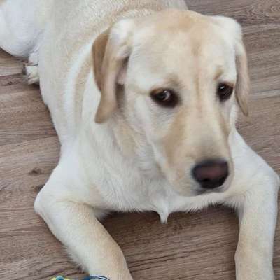 Hundetreffen-Welpentreff/junghund in lieblos-Bild