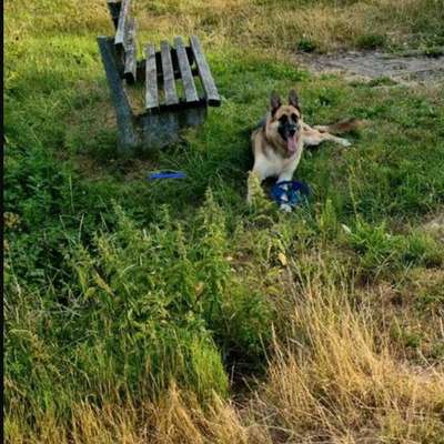 Hundetreffen-Treffen für hündin rey-Bild