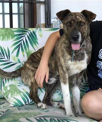 Hund aus dem Spanischen Tierschutz-Beitrag-Bild