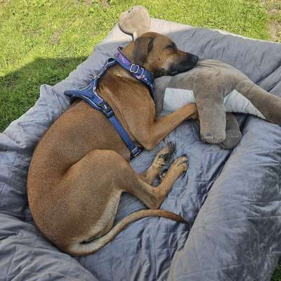 Hundetreffen-Gassi gehen