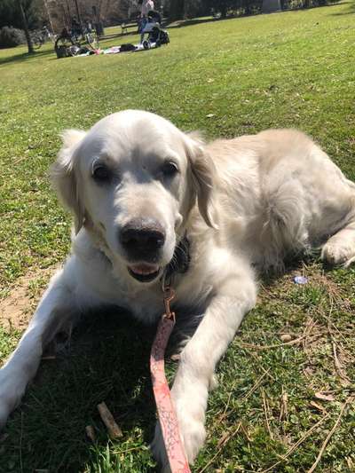 Wo sind die Golden Retriever Liebhaber?-Beitrag-Bild