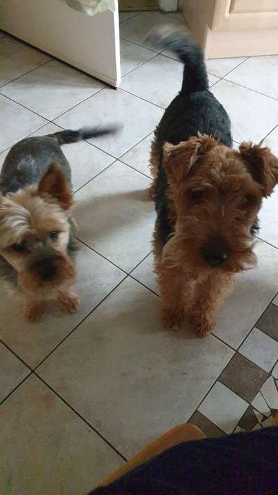 Dogorama Photo Challenge - Die besten Hundebuddys-Beitrag-Bild