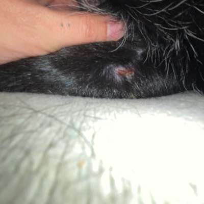 hotspot? leckgranulom? oder doch ernster?-Beitrag-Bild