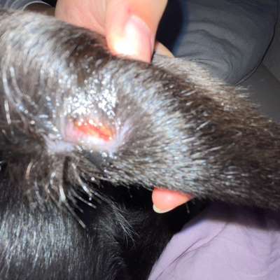 hotspot? leckgranulom? oder doch ernster?-Beitrag-Bild