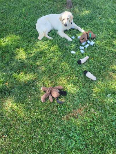 Dogorama Photo Challenge - TV Hund-Beitrag-Bild