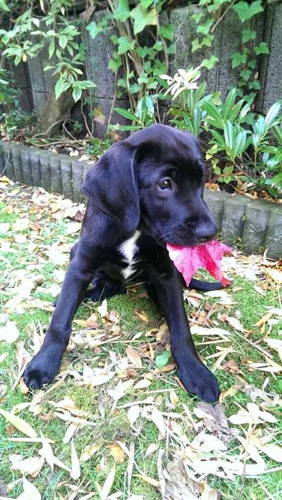 Welpen Bilder !-Beitrag-Bild