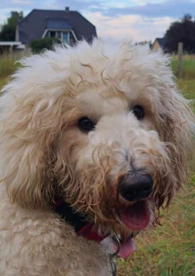 dirty Dog-Beitrag-Bild