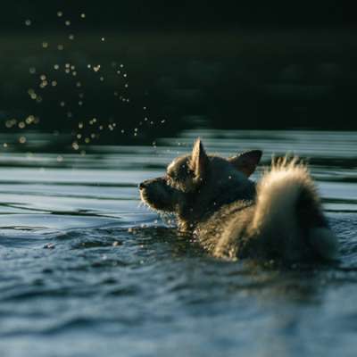 Tierfotografen-Kim Melina Fotografie-Bild