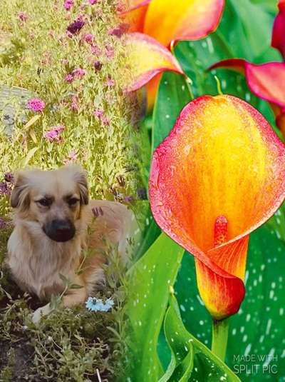 Wie heißt dein Hund?-Beitrag-Bild