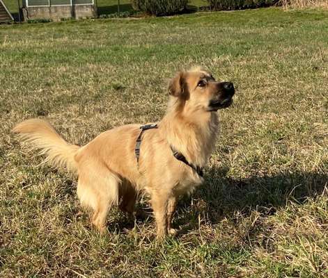 Welche Hunderasse-Beitrag-Bild