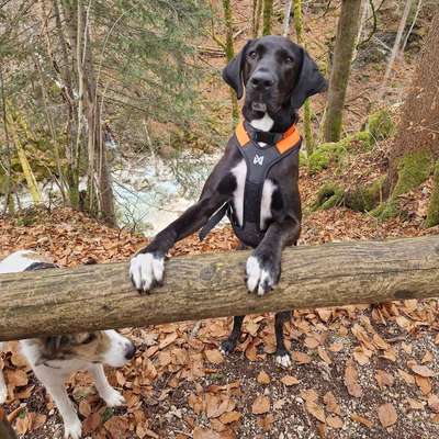 Hundetreffen-Spaziergängen und sozial Kontakte-Bild