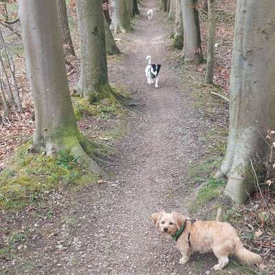 Hundetreffen-Unkompliziertes Treffen mit Hund und Halter 😉-Bild
