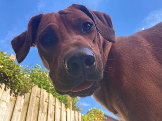 Rhodesian Ridgeback-Beitrag-Bild