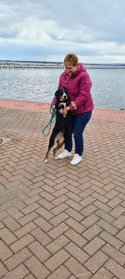 Appenzeller Sennenhunde-Beitrag-Bild