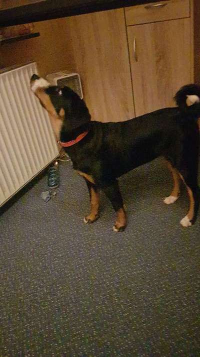 Appenzeller Sennenhunde-Beitrag-Bild