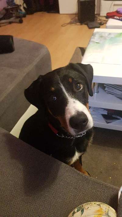 Appenzeller Sennenhunde-Beitrag-Bild