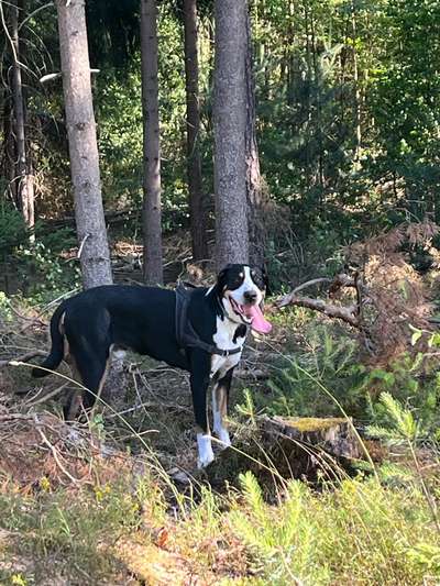 Hundetreffen-Gassirunden, Spielen und Unternehmungen im Raum Schwaig/Nürnberger-Land-Bild