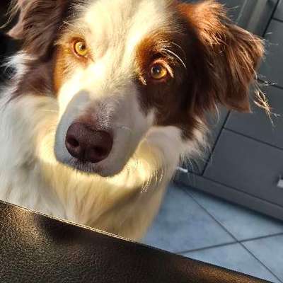 Hundetreffen-Suche Hundekumpel/kumpeline zum Spielen Neu Wulmstorf/Neuwiedenthal-Bild