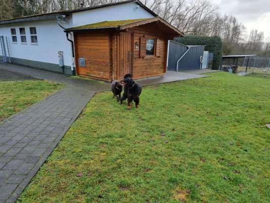 Hundepensionen-Tierpension Bock & Bauer GbR - Haus im Eichwald-Bild