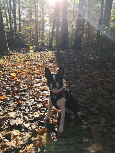 Wo sind hier die Boston Terrier?-Beitrag-Bild