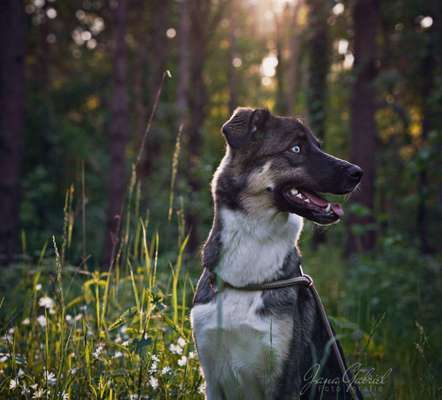 Foto's und Hundemodels-Beitrag-Bild